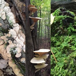 Meet your Posher, Liz